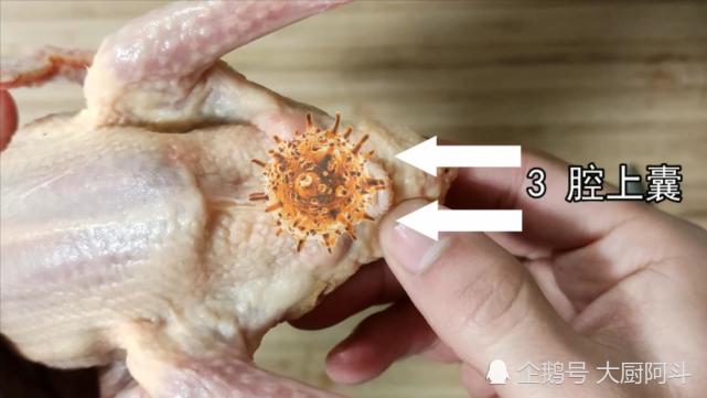 接着我们看这里,鸽子屁股上有两种腺体不能吃,第一是尾脂腺,第二是腔