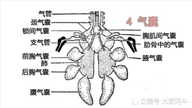虽然鸡鸭鹅都有气囊,但都已经退化了.