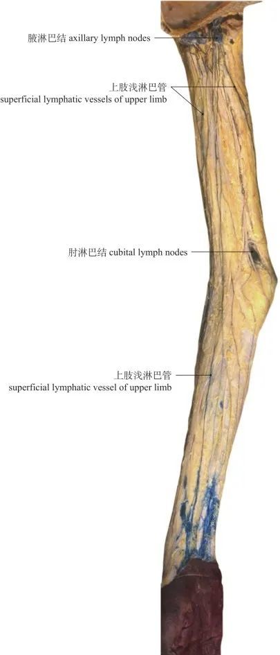 lymph nodes of head and neck图6-64 头颈部淋巴结diagram of