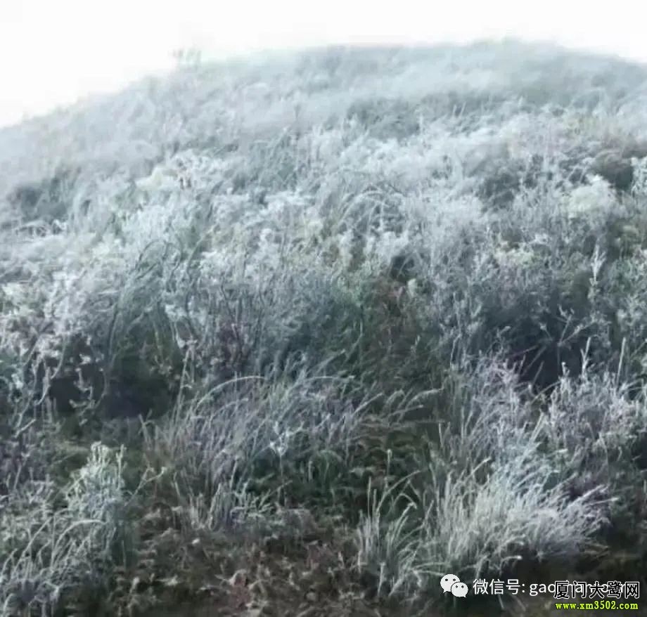 厦门同安军营村没下雪,但可以欣赏雾凇美景,美不胜收_腾讯新闻