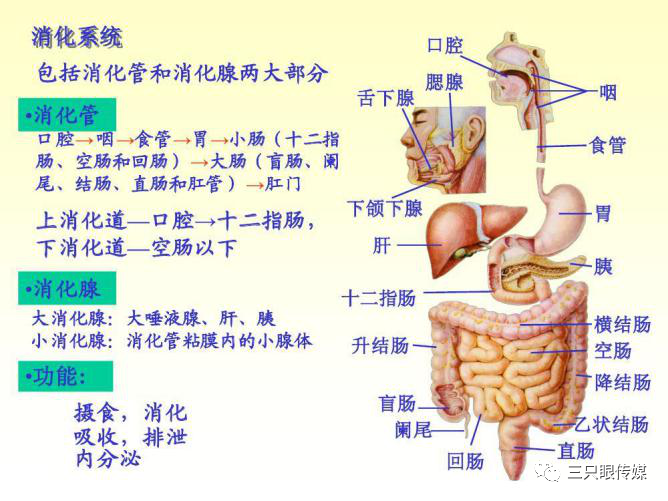 09,泌尿系统