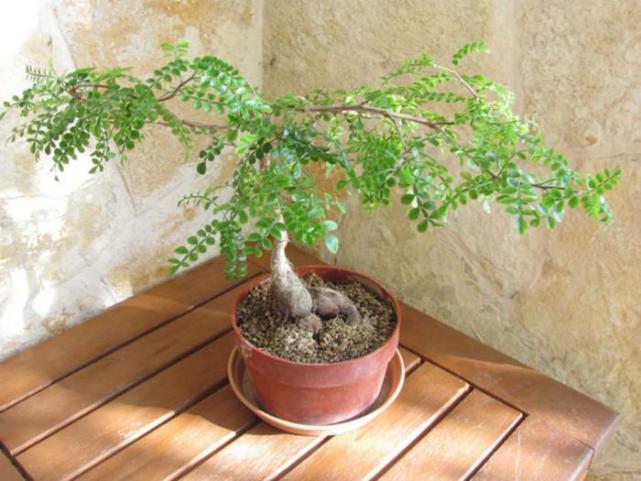 比绿萝还好养,天生的盆景材料,块根植物大象树
