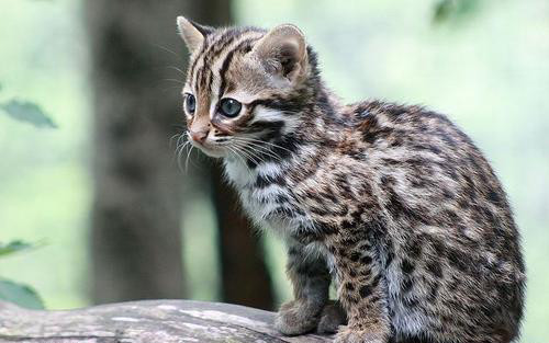 比东北虎更稀有的台湾原生猫科动物即将灭绝