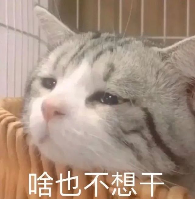 表情包啥也不想干