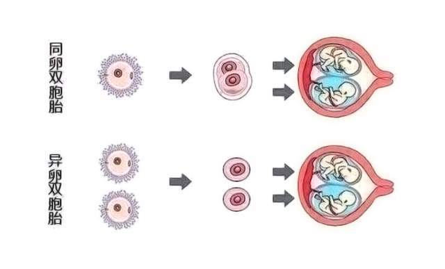 同卵双胞胎的基因并非完全一样,平均相差5.2个早期突变!