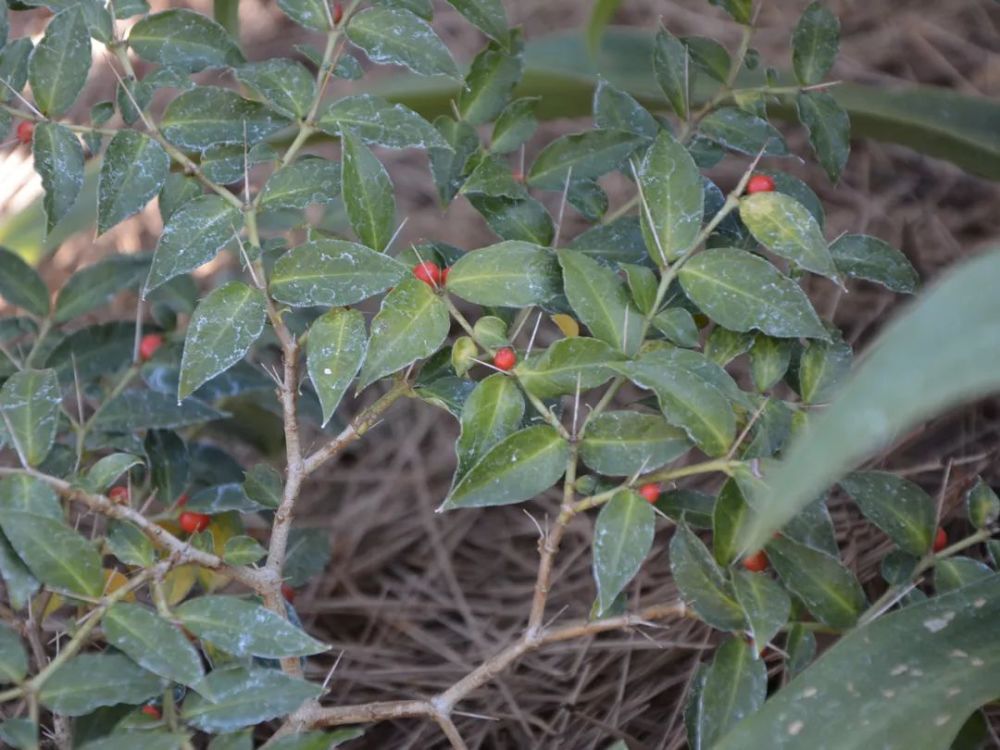 俗称"绣花针",很多人的童年阴影,殊不知根部珍贵,尽量