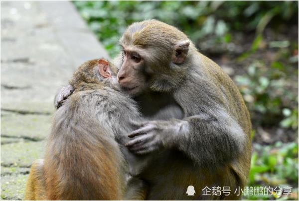 鸡牛猴是什么成语_这是什么成语看图