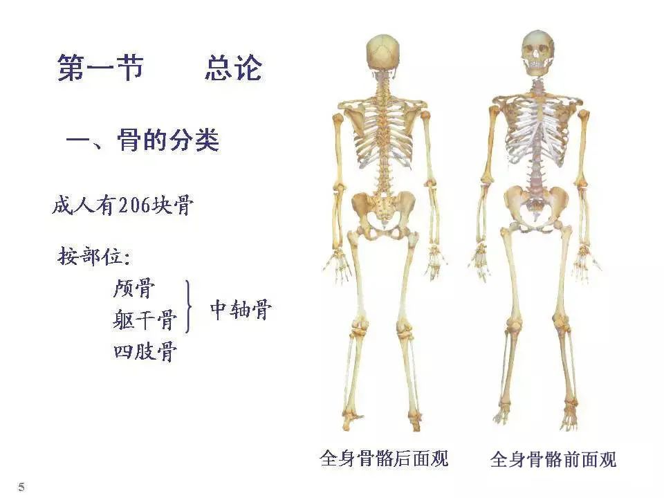 全身骨骼解剖图