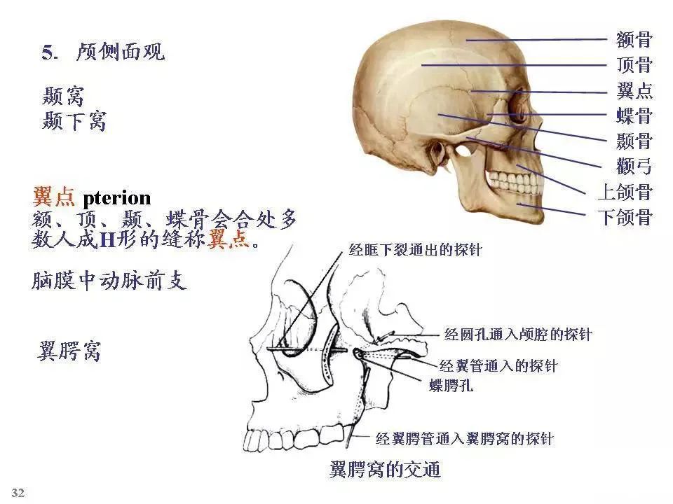 全身骨骼解剖图