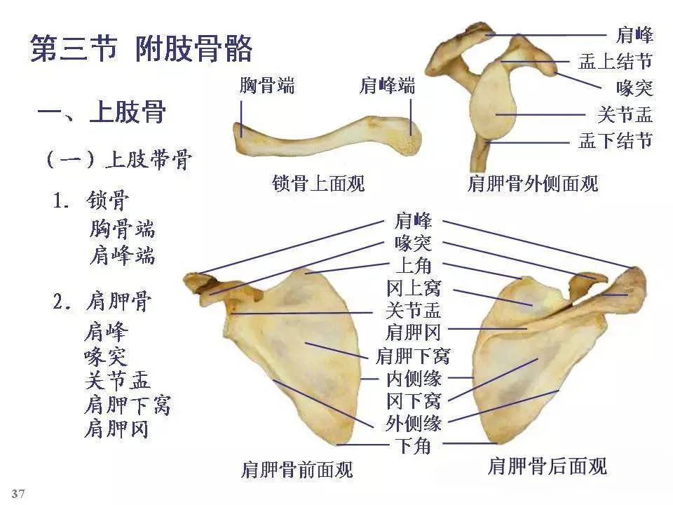 全身骨骼-解剖图