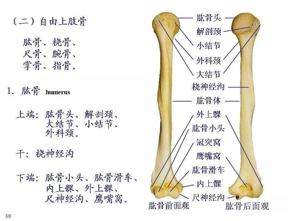 全身骨骼解剖图