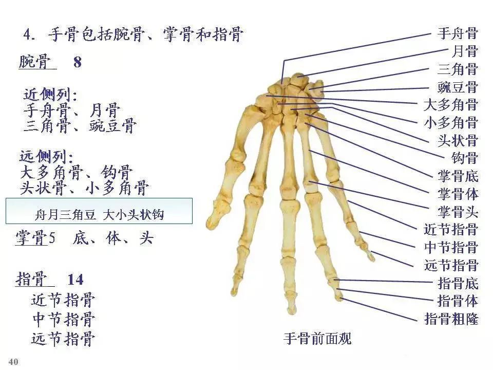 全身骨骼-解剖图