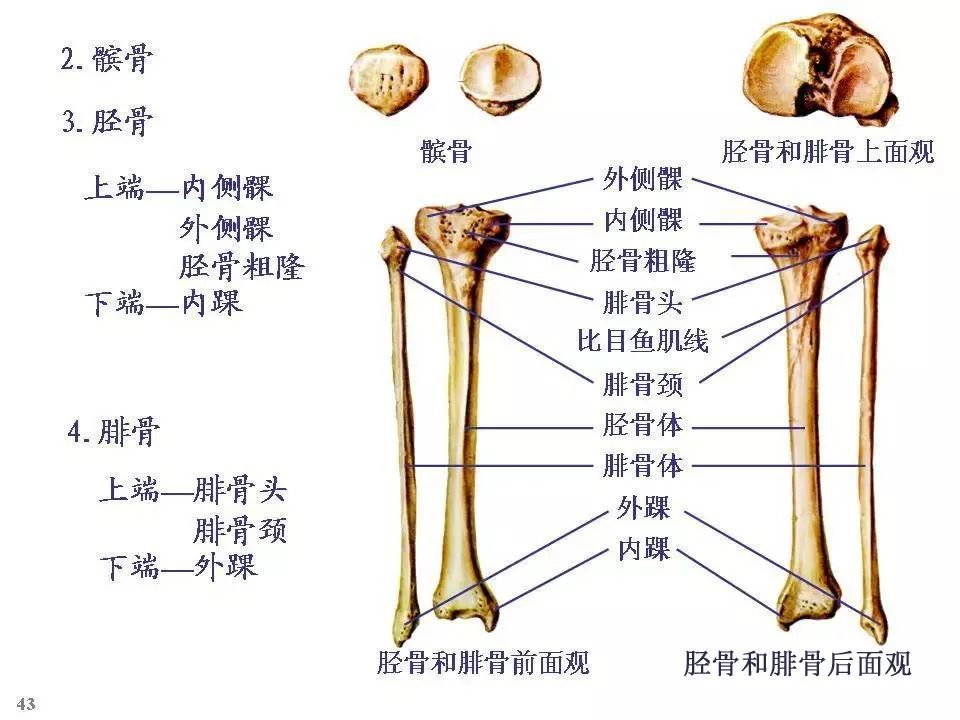 全身骨骼-解剖图