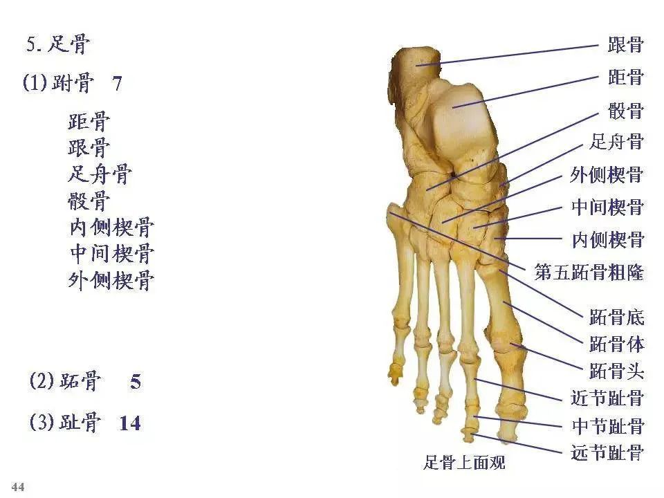 全身骨骼-解剖图