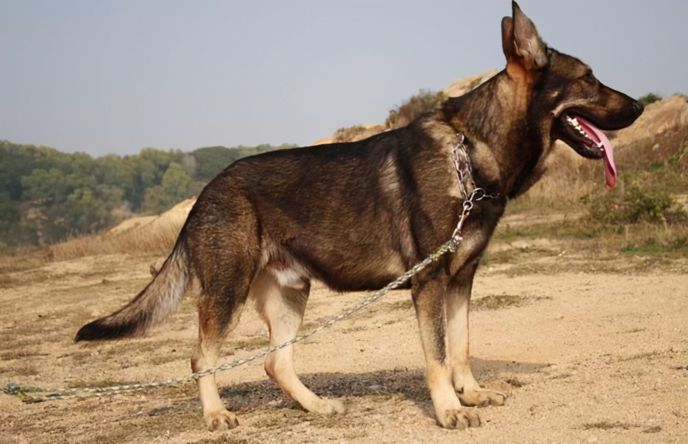 战斗力爆表的7大狼狗 日本狼青犬给国人造成了巨大伤害