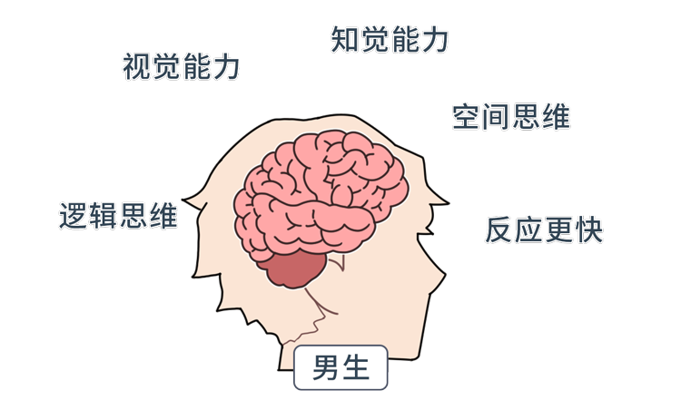 不同人之间的大脑皮层厚度差异较大 这也使得他们的思维和行为差异大