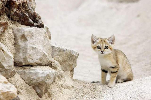 沙漠中的"猎蛇者,把蛇当辣条,沙漠猫为何能成为沙漠霸王?