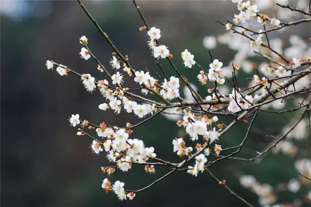 梅妻鹤子暗香浮动后的真实林逋,贫困苦情,他的梅花只是一树梅花