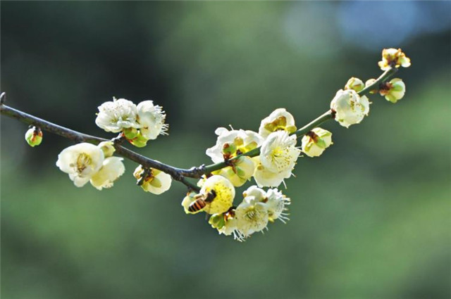 梅妻鹤子暗香浮动后的真实林逋,贫困苦情,他的梅花只是一树梅花