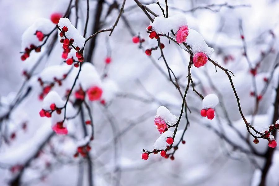 庾信《咏梅花》诗,不见梅花,只谈兴致