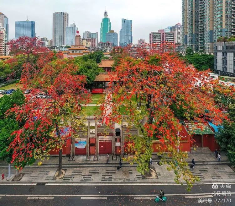 农讲所这两个在历史长河中熠熠生辉的红色地标建筑在怒放的木棉花的