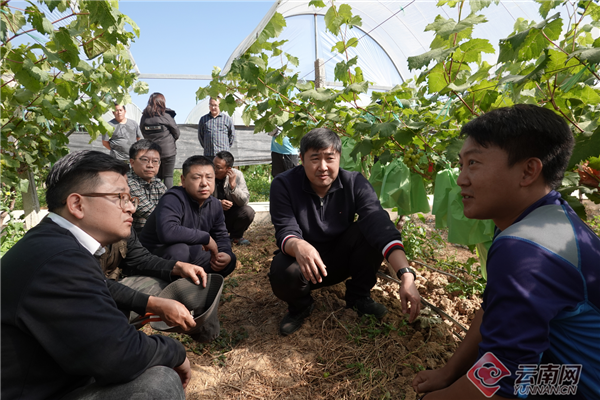 团省委调研组赴云南昌宁大田坝镇调研_腾讯新闻