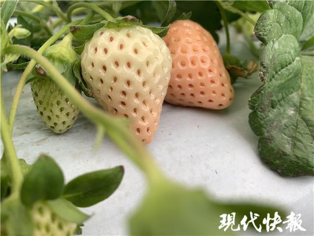 白色草莓,想尝尝吗?