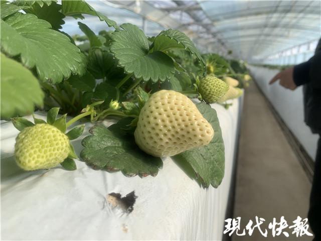 白色草莓,想尝尝吗?