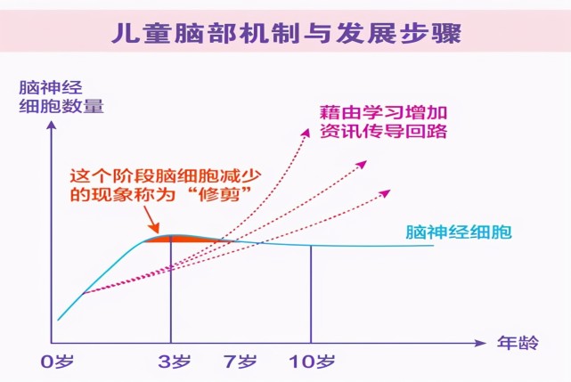 哈佛研究:右脑是儿童大脑发育的重点,但接近80%的家长弄错了