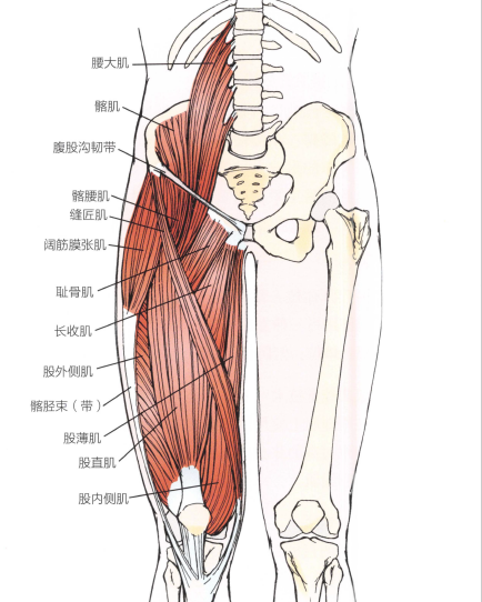 解剖:髂腰肌,大收肌,长收肌和短收肌,股四头肌,耻骨肌,缝匠肌.