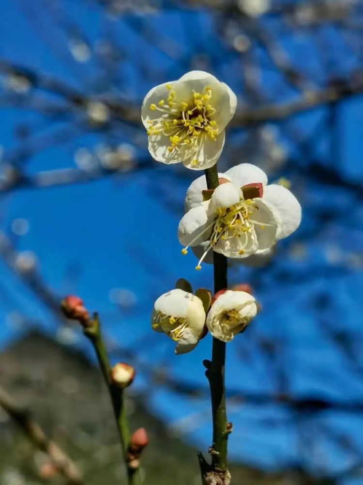 不少梅花树上结满了花蕾 正含苞待放 别有一番"犹抱琵琶半遮面"之意境