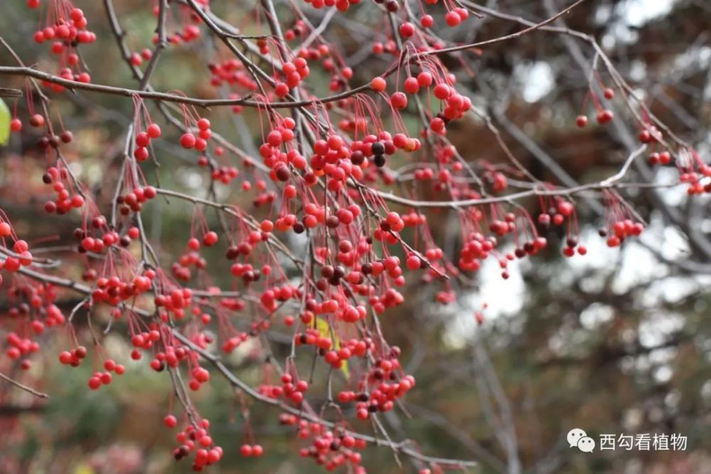 北美海棠 malus "american"