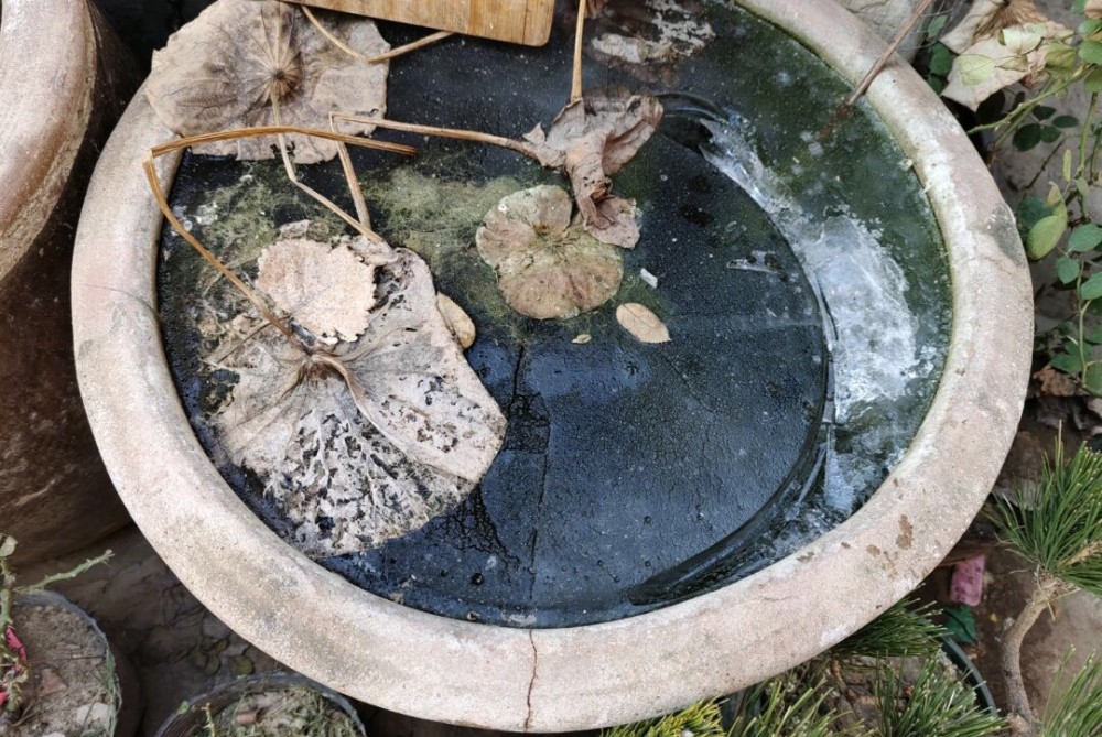 今年天冷碗莲缸都冻裂了开花植物也冻死了