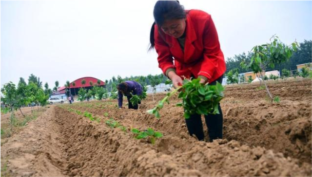 农村种植红薯起垄种和不起垄种植有什么区别哪个产量高