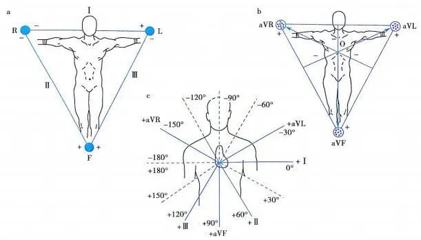 标准心电图包括额面的6个肢体导联,以及水平面的6个胸导联.1.