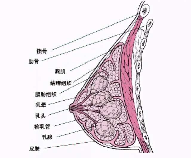 乳房有肿块!omg,难道是乳腺癌?