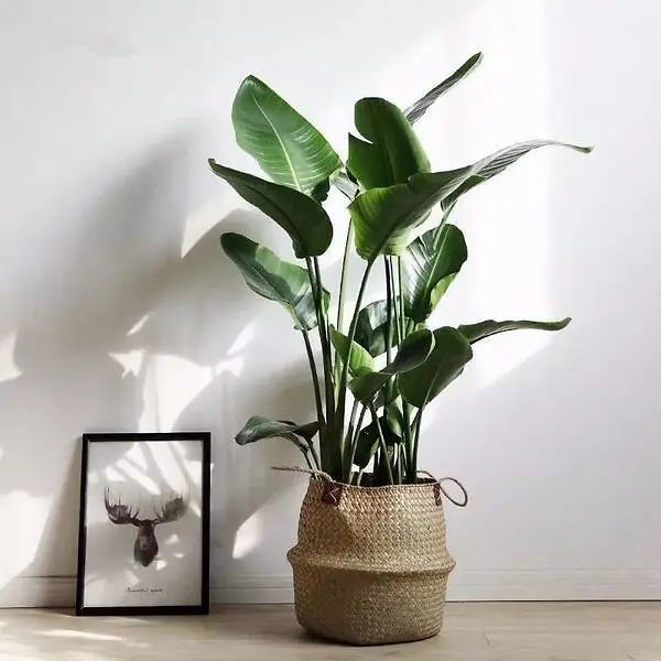 50种常见室内盆栽绿化植物
