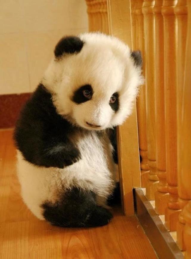 超黏人的大熊猫,一直求抱抱,模样呆萌惹人爱