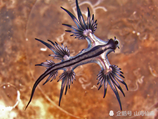 3种奇特海洋生物会让您陶醉