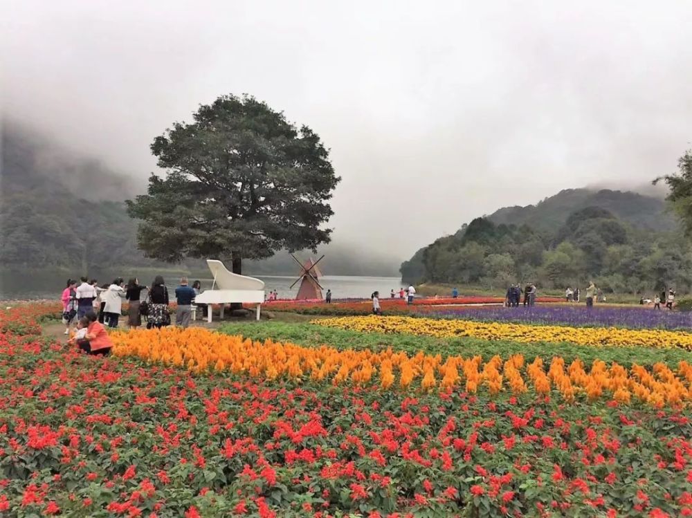 赏花去!广东冬天看花小众地