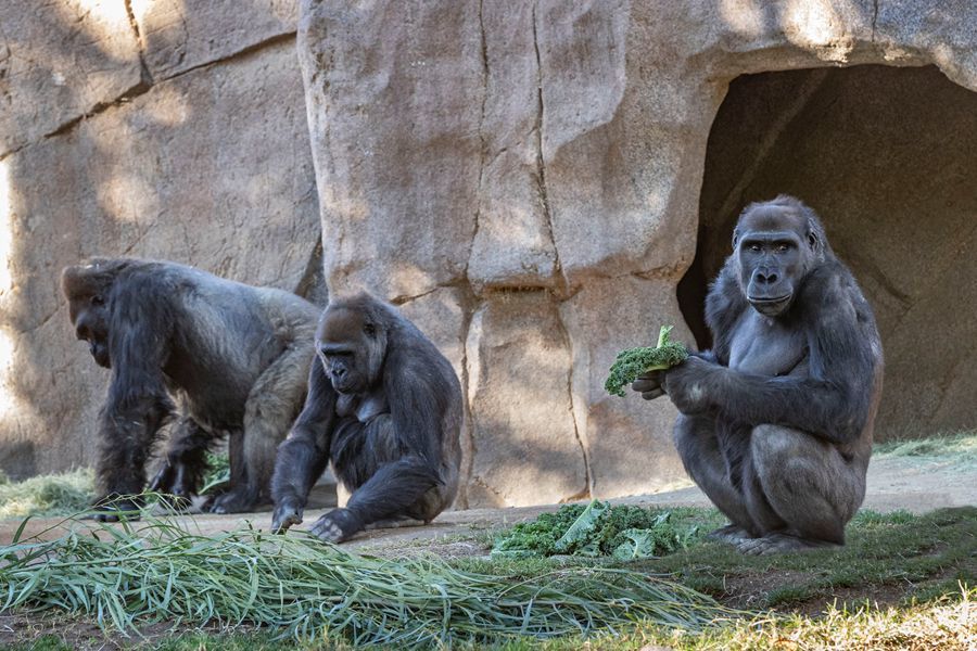 美国加州圣地亚哥动物园8只大猩猩新冠阳性 系工作人员传染