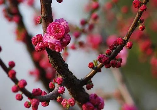 梅花雪花,两种风流,看王旭这首词如何评说