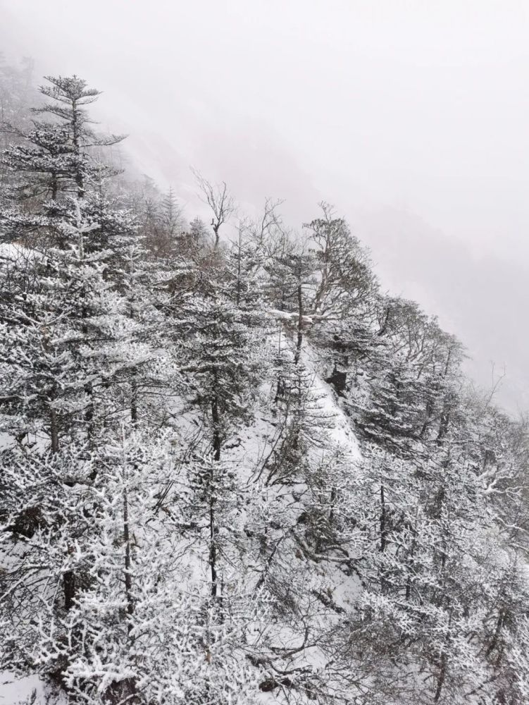 玉龙雪山第一波雪景图已出!