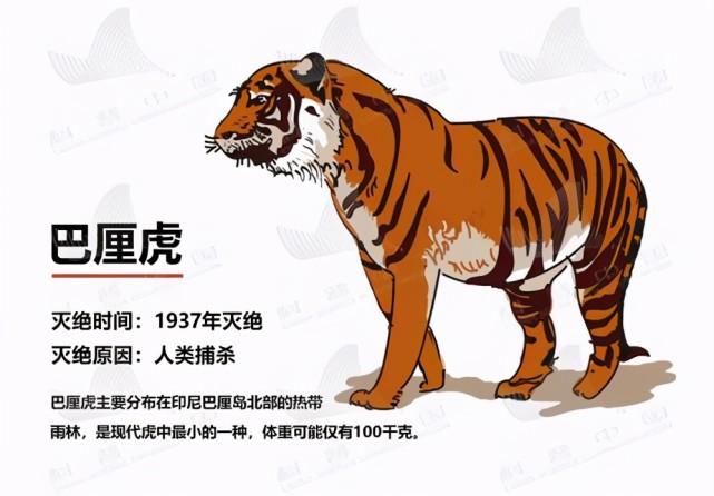 已经灭绝的世界上最小的老虎巴厘虎