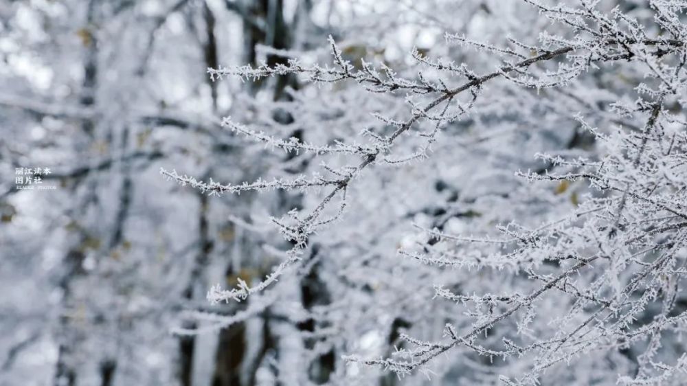 丽江最美雪景图曝光!下雪了,丽江人不正常了?