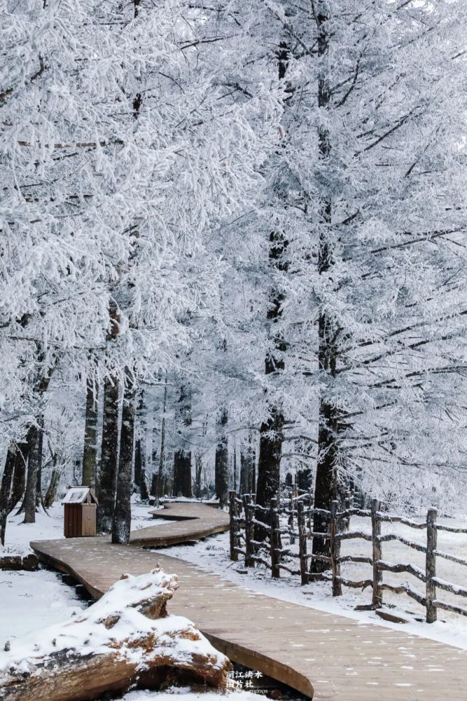 丽江最美雪景图曝光!下雪了,丽江人不正常了?