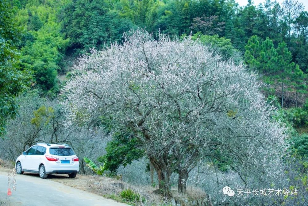 深山·梅影·丽人——揭西这个梅花网红点,你打卡了吗