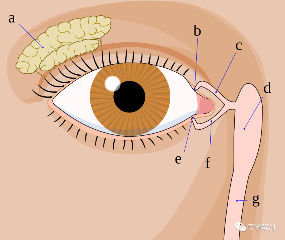 鼻的解剖鼻旁窦鼻泪管及其在鼻腔中的开口重点