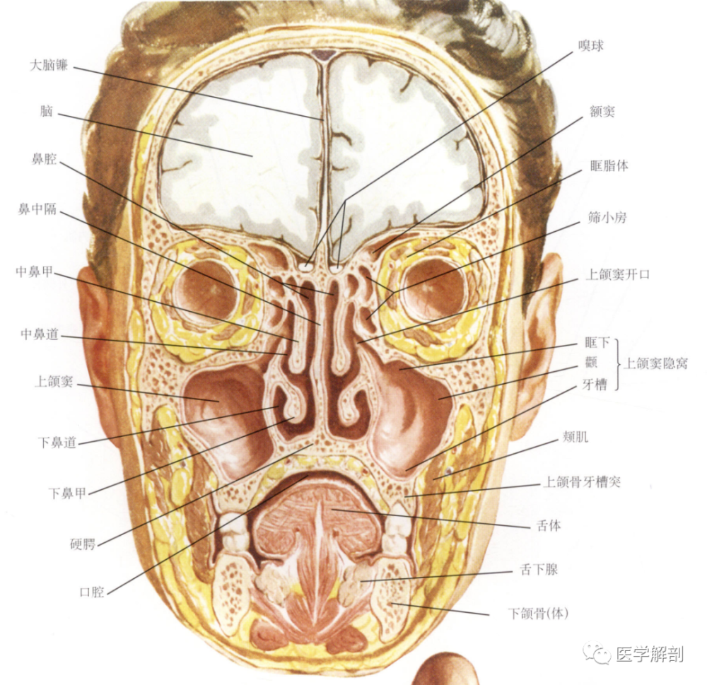 鼻的解剖|鼻旁窦,鼻泪管及其在鼻腔中的开口(重点)