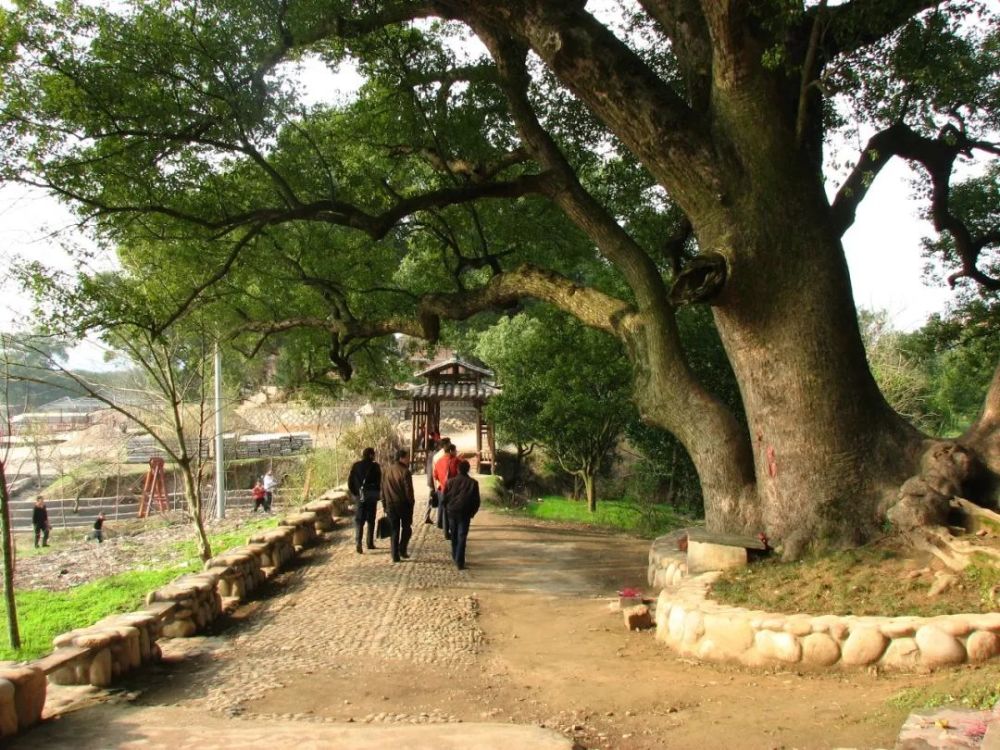 柯城区花园街道新姜村柯城区石梁镇大俱源村柯城区九华乡范村村3开化